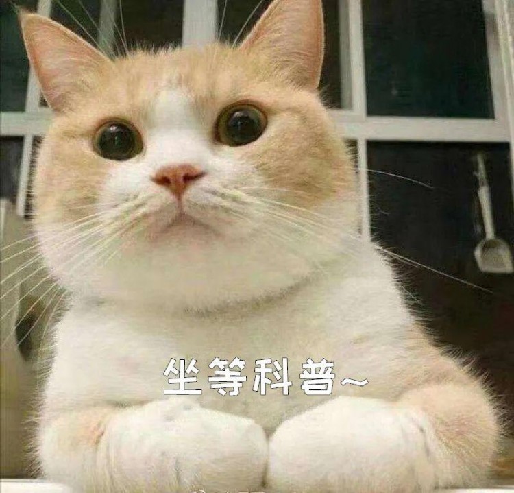 天气骤降！北方的猫：我们有暖气！南方的猫：我们有一身正气