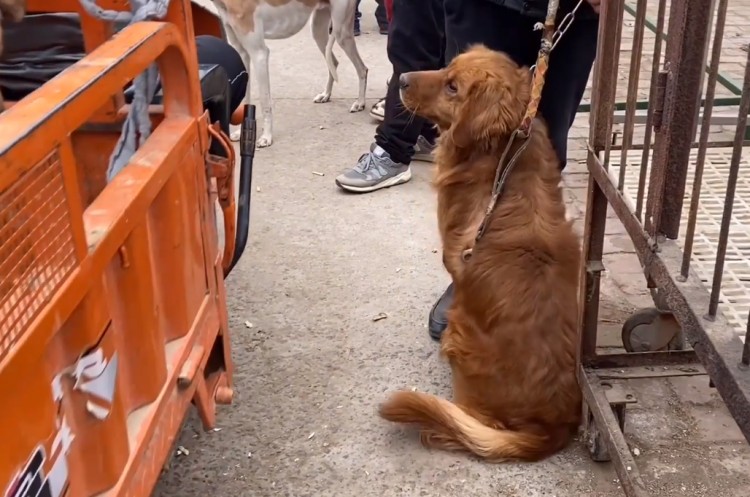 安徽：金毛犬讨好主人希望别卖它见同类被抓到狗肉车直发抖