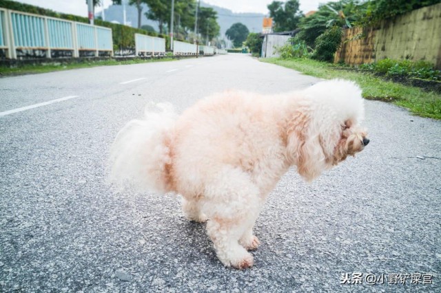 你走过狗屎运吗了解狗狗的屎才能做一名称职的铲屎官