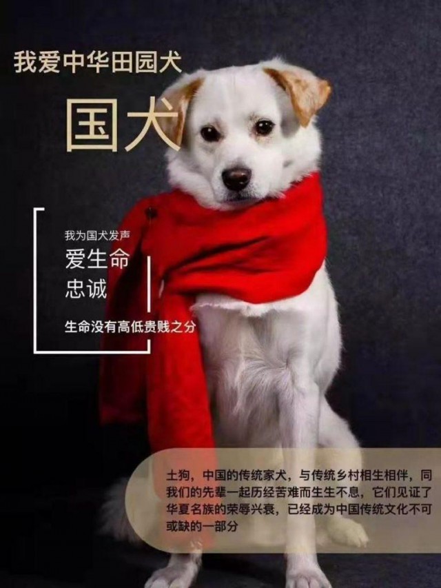 这些中华田园犬品种你认识几个？