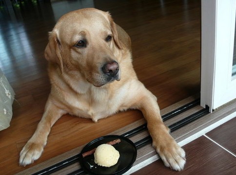 为拉布拉多犬选购零食你还是这么随便吗