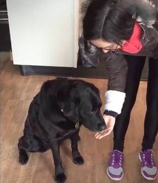 为拉布拉多犬选购零食你还是这么随便吗