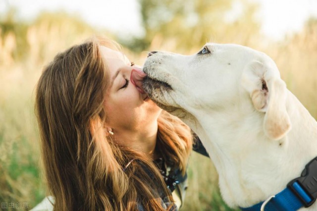 拉布拉多犬把你当父母时会有这6个表现