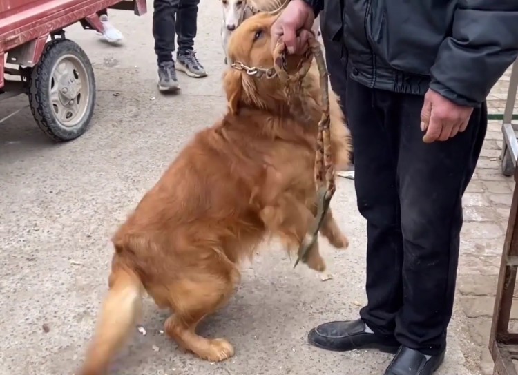 安徽：金毛犬讨好主人，希望别卖它，见同类被抓到狗肉车，直发抖