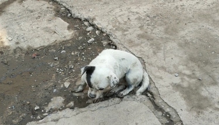 安徽：流浪狗瘫坐在路中间，生命最后一刻，也不愿接受人类的救助